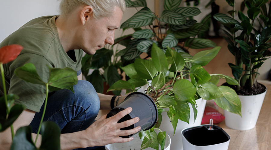 man busy taking care of his plants