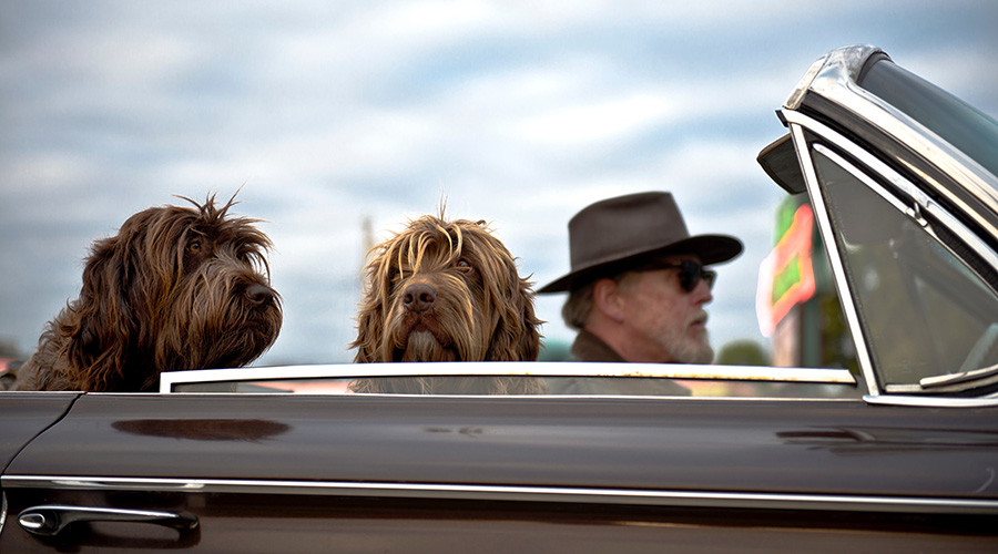 elderly man riding with his dogs