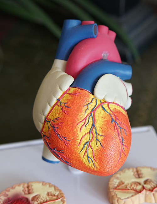 heart model image
