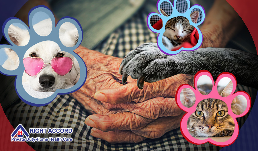 Animals and Seniors Health Cover Design